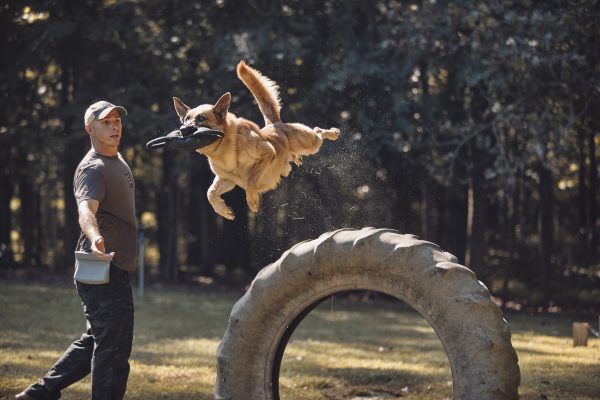 Justin Lee | Dog Trainer